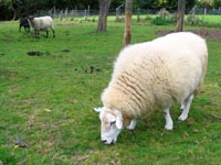 Friend Farmed Animal Rescue pic A