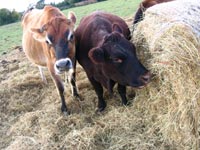 Friend Farmed Animal Rescue pic B
