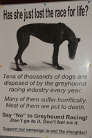 greyhounds